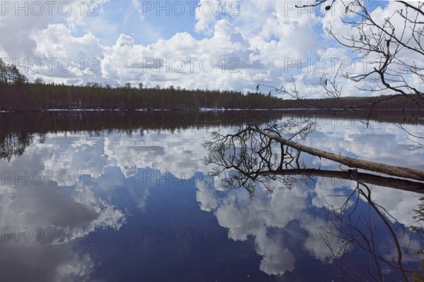 Spring scenic lake landscape of tree fallen down in water at lake Kenttäjärvi in cloudy spring weather, Hossa National Park, Suomussalmi, Finland, Europe