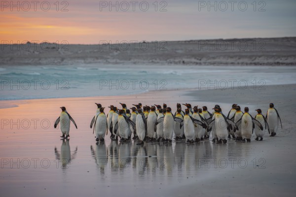 King penguins (Aptenodytes patagonicus), in the morning light on the beach, Volunteer Point, Falkland Islands, Great Britain, South Atlantic, South America