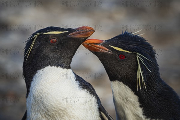 Rockhopper penguins (Eudyptes chrysocome) courting, Pebble Island, Falkland Islands, Great Britain, South Atlantic, South America
