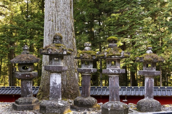 The rows of stone lanterns - sculptures. Majestic pine forest and ancient temple. Japan. Nikko Tosho-gu is Shinto shrine in Nikko. Built in 1617. Sunset
