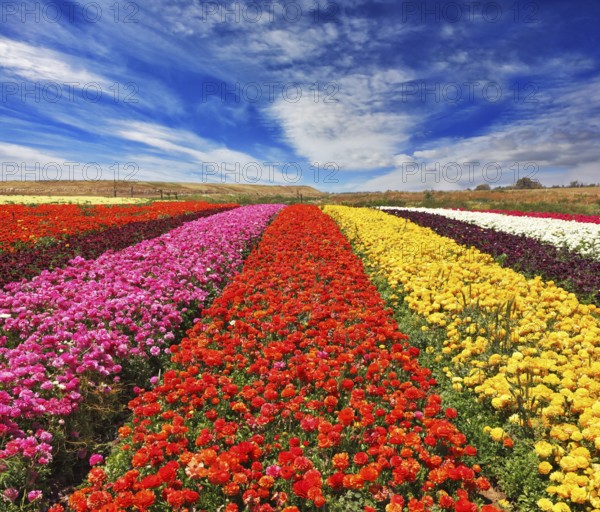 Field of multi-colored decorative buttercups Ranunculus Bloomingdale. Flowers planted with broad bands of bright colors - red, yellow, pink and purple