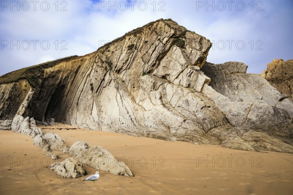 Incredible rock formations, stones and boulders. Adorable sea gull. Cantabria, Spain. The Playa de la Arnia beach. Picturesque coastal cliffs
