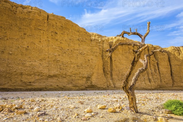 The stone desert in the neighborhood of the sea resort of Eilat. Walking route on picturesque Black canyon. Fancifully curved dried tree