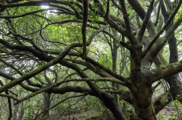 Laurel forest on Tenerife