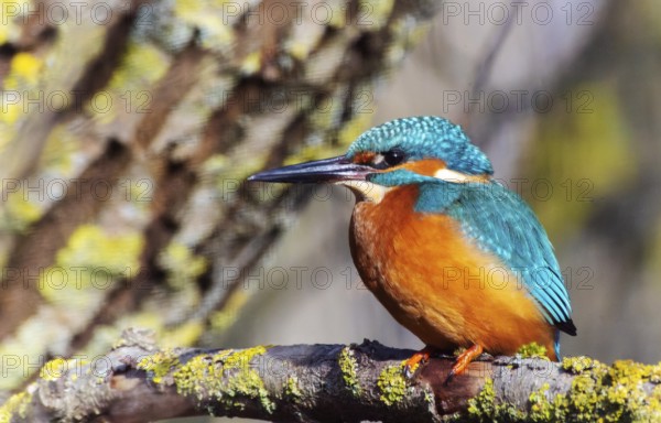 A Common Kingfisher (alcedo atthis) in the Reed, Heilbronn, Germany, Europe