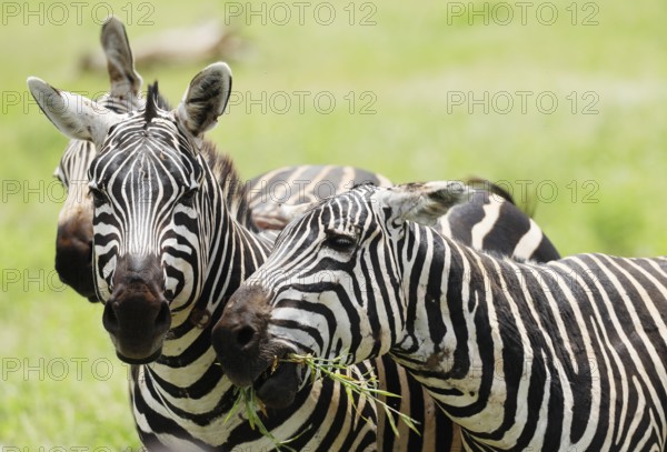 Zebras in Tsavo East National Park, Kenya, Africa