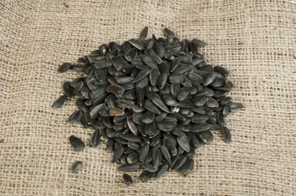 Sunflower seed on burlap brown background