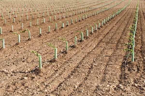 Newly planted vineyards in a row