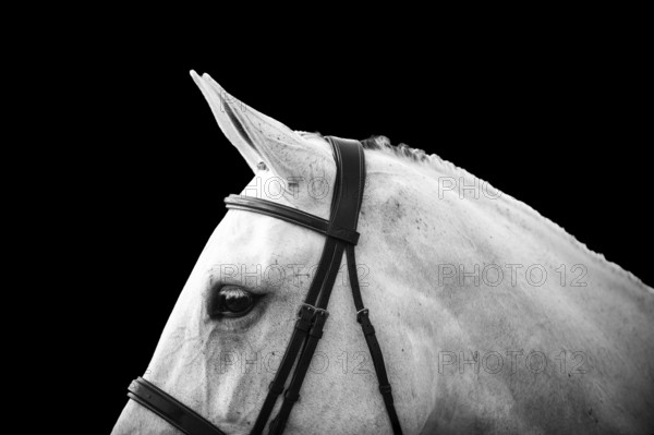 A detailed black and white image of a horses head, ears forward and tacked up ahead of a competition