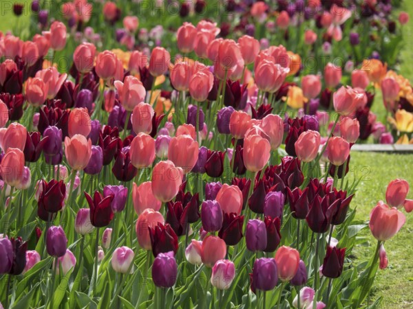 Wide field of pink, red and purple tulips blooming in the spring light, Oslo, Norway, Europe