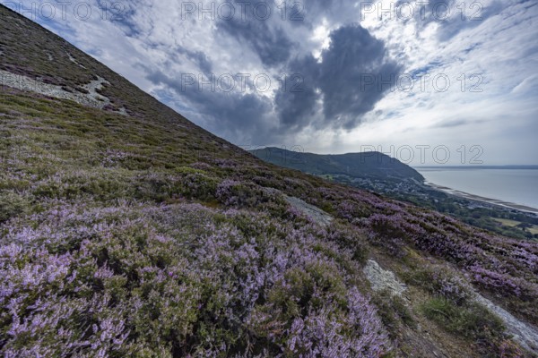 Purple flowering heather with heather (Erica) on the coast with mountains in the background on the edge of Snowdonia National Park, Penmaenmawr, Dwygyfylchi, Caernarfonshire, Conwy County Borough, Wales, United Kingdom, Europe