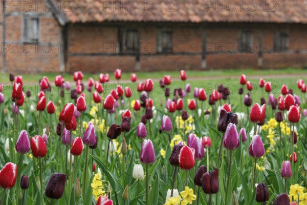 Colourful blooming tulips in front of a brick house in a rural setting, vreden, münsterland, germany