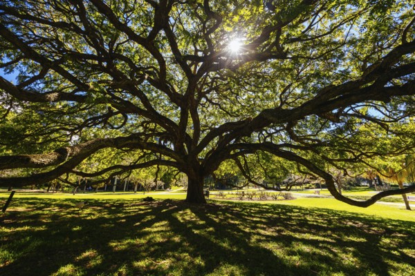 BRISBANE, AUSTRALIA - JULY 29 2023: City Botanic Gardens on a clear winter's day in Brisbane, Queensland, Australia, Oceania