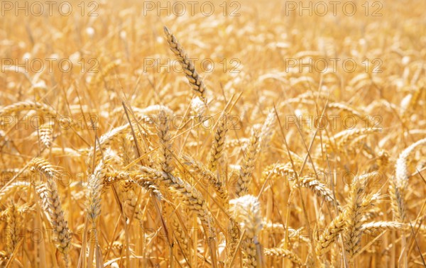 Summer landscape with cornfield under a blue sky
