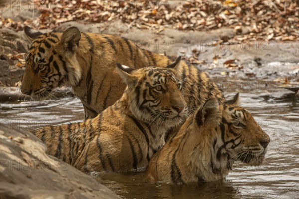 Close up of a three tigers in a waterhole Wild mother tiger sitting in water with her two sub adult cubs behind her in a waterhole in Ranthambhore tiger reserve, India, Asia