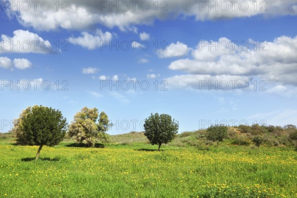 Early spring in fields in southern Israel. Light clouds, green grass, blooming daisies and clear air