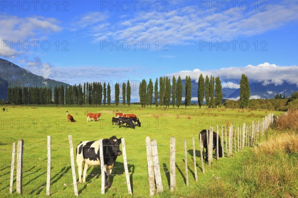Rural idyll in Chilean Patagonia. Orange and black cow grazing on grass field. Field fenced low fence