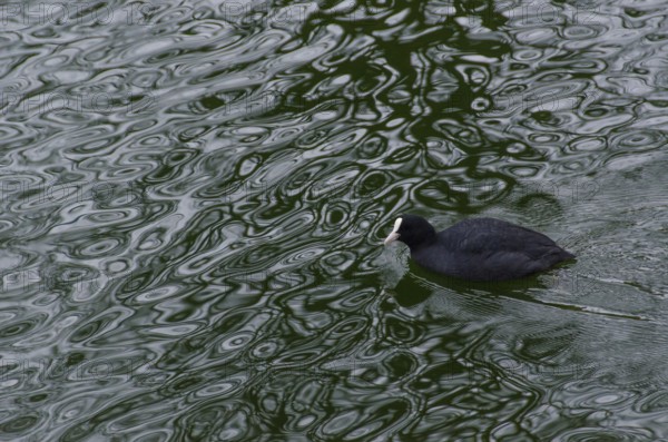 Eurasian coot, Fulica atra swimming on water in winter, Copenhagen, Denmark, Europe