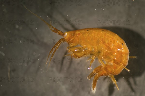 Amphipod from the waters around Disko Island in Greenland, Greenland, North America
