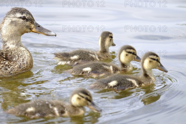 Mallard, Anas platyrhynchos
