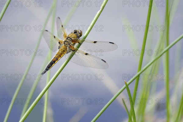 Dragonfly portrait