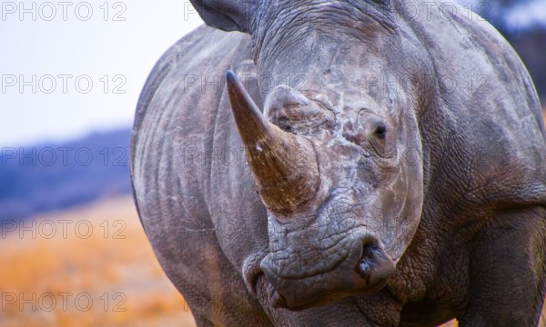 White Rhinoceros, Ceratotherium simum, Square-lipped Rhinoceros, Khama Rhino Sanctuary, Serowe, Botswana, Africa