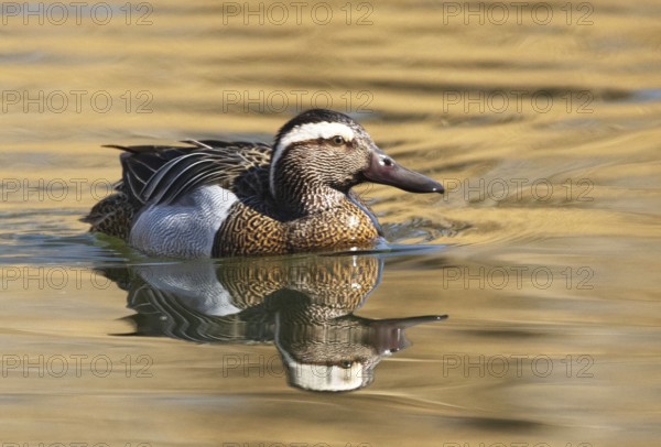 A Garganey (Anas querquedula), garganey, on a Lake in Heilbronn, Germany, Baden-Württemberg, Europe
