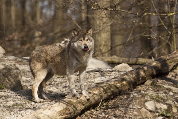 Timber wolf or American grey wolf (Canis lupus lycaon)