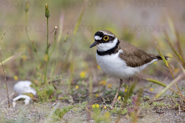 Little Ringed Plover, Little Ringed Plover, (Charadrius dubius), plover family, biotope, foraging, Lesbos, Lesbos Island, Greece, Europe