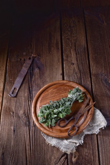 Aromatic oregano (Origanum vulgare)