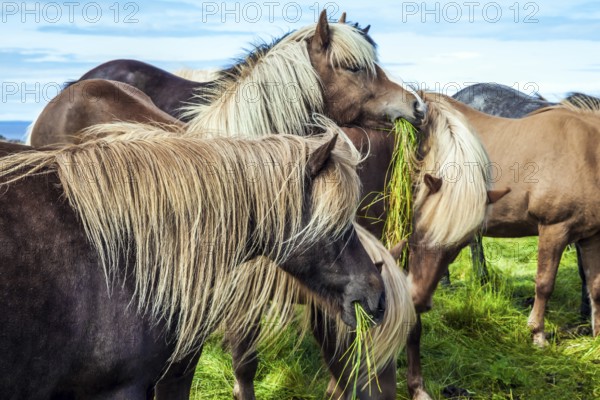 Beautiful and well-groomed Icelandic horses on a free pasture. Thoroughbred and beautiful horses with light manes and tails. Green fresh tall grass in summer tundra. Iceland. Journey of dreams