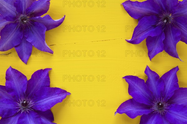 Four purple clematis isolated on wooden table