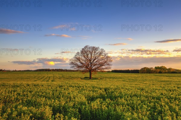 Memorable lonely tree on the field at sunset in Cholupice, Czech Republic, Europe