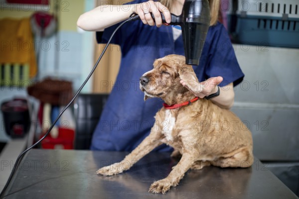 A professional groomer is drying a dogs fur using a hair dryer designed specifically for grooming at a salon