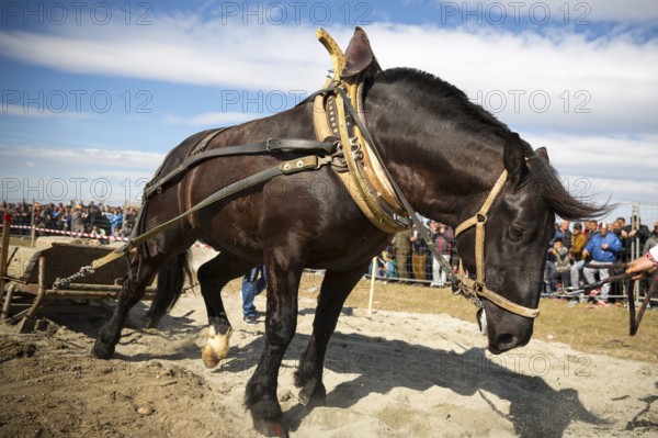 Horses and their owners participate in a heavy pull tournament. The animals has to pull a load of hundreds of kilograms on a 30 m. track