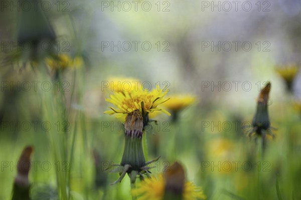 Dandelion (Taraxacum), Leoben, Styria, Austria, Europe