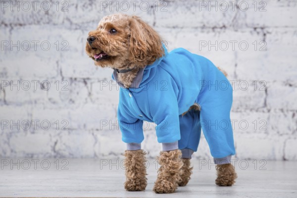 Small funny dog of brown colour with curly hair of toy poodle breed posing in clothes for dogs. Subject accessories and fashionable outfits for pets. Stylish overalls, suit for cold weather for animal