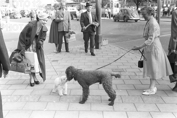 Fashionable in the 1950s. A young woman wears a typical 1950s coat. She holds a small white dog who stands in the street with a bigger dog, sniffing each other. Sweden 1953 Kristoffersson Ref 1-2
