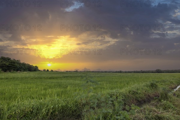 Beautiful green rice paddies in the evening at sunset. Beautiful natural landscape with fields, Sri Lanka, Asia