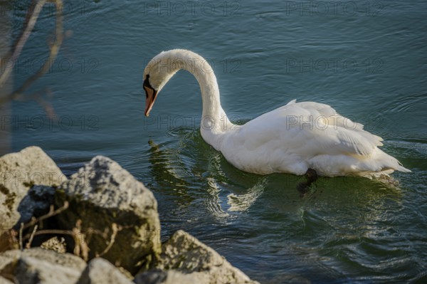 A swan swims on a calm body of water close to stones, in the sunlight, renaturalised Isar, Landau an der Isar