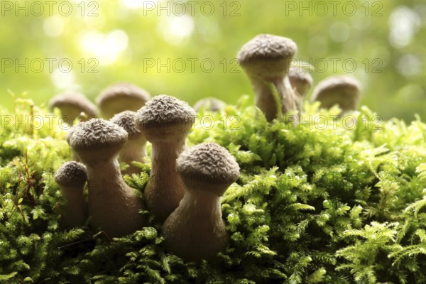 Mushrooms growing on a tree trunk in the forest