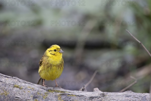 Yellowhammer, Emberiza citrinella, on a tree stump in springtime
