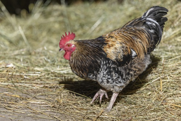 Free-ranging barnyard rooster with colorful plumage, outdoor breeding. Bas-Rhin, Collectivite europeenne d'Alsace, Grand Est, France, Europe