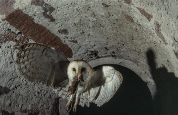 Western Barn Owl (Tyto alba) in flight with a mouse in its beak. Bas-Rhin, Alsace, Grand Est, France, Europe
