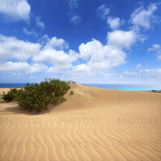 Corralejo dunes Fuerteventura desert at Canary Islands of Spain