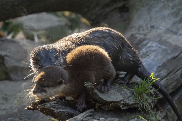 Young asian small clawed otter (Amblonyx cinerea) also known as the oriental small-clawed otter. This is the smallest otter species in the world