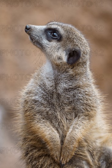 Portrait of a meerkat watching the surroundings. Standing Suricate or Meerkat