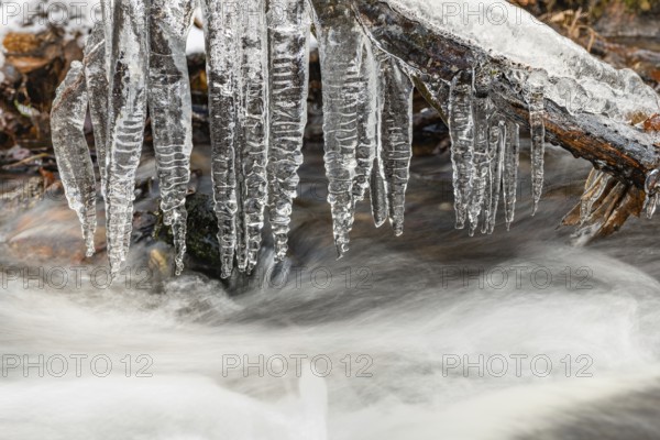 Icicles hanging from a branch in a torrent, France, Europe