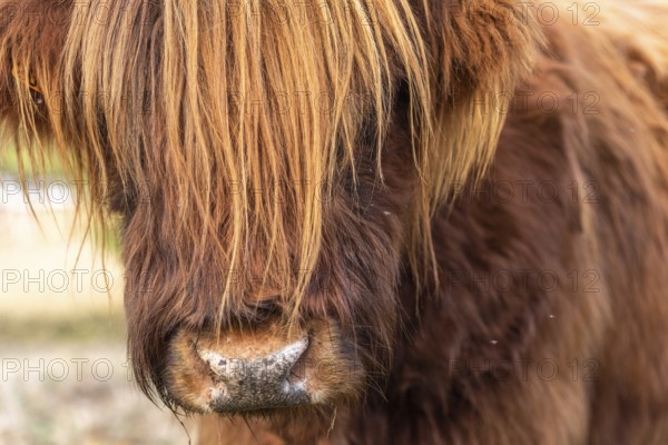 Highland cattle portrait in a pasture in the french countryside