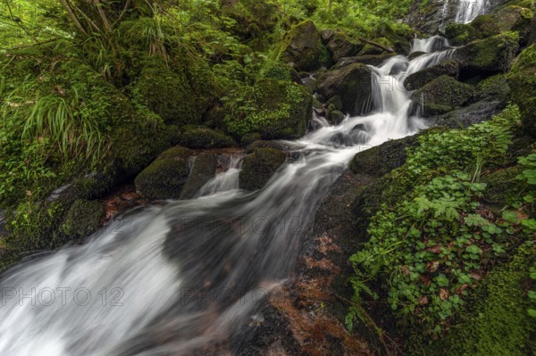 Torrent stream in the Vosges mountains